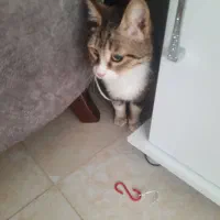 گربه خانگی رایگان