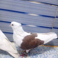 کبوتر|پرنده|نیشابور, فردوسی جنوبی|دیوار