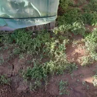 نهال گوجه بومی