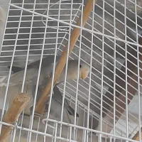 فروش طوطی برزیلی و فنچ بنگالی وفنچ مصری