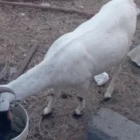 فروش گوسفند چاق و سرحال
