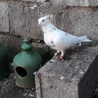 کبوتر|پرنده|آستانه اشرفیه, |دیوار