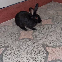 خرگوش