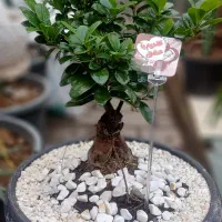 پخش انواع گل های آپارتمانی و باغچه ای وحیاطی