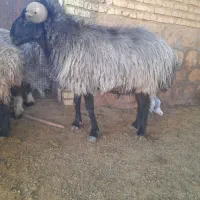 قوچ برزی سوز ملحه