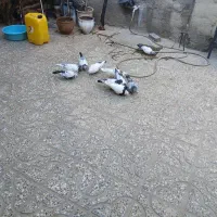 کبوتر فروشی|پرنده|آبدانان, |دیوار