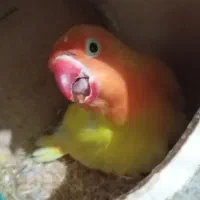 طوطی برزیلی|پرنده|تهران, هفده شهریور|دیوار