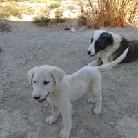 با سلام خسته نباشید یک عدد توله سگ افغان