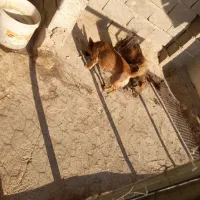 سگ پاکوتاه|سگ|سمنان, |دیوار