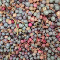 بنه سبز تازه|خوردنی و آشامیدنی|شیراز, تاچارا|دیوار