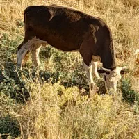 گاو سیمینتال آبستن