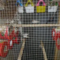 فنچ بندرلنگه|پرنده|بندرلنگه, |دیوار