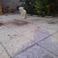 سگ پاکوتاه|سگ|خوی, |دیوار