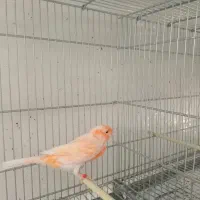 تعدادی قناری برفکی و سرخ سلامت|پرنده|تهران, شارق|دیوار