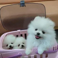 توله های پامر|سگ|شیراز, معالی‌آباد|دیوار