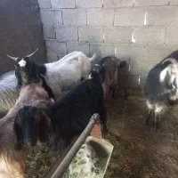 بز کهره دار