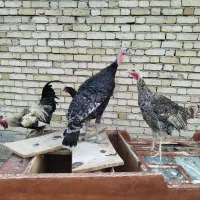 بوقلمون نر و ماده،مرغ و خروس