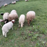 تعدادی گوسفند با بره و قصر