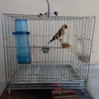 سهره|پرنده|شیراز, درکی|دیوار