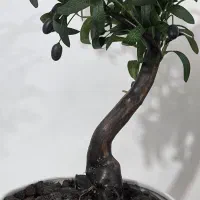 درخچه بونسای زیتون با برگ های لمسی مصنوعی|گل مصنوعی|سنندج, |دیوار