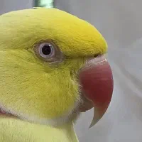 راهب وسنگال