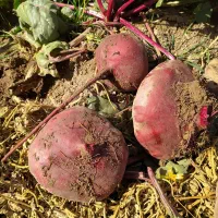 لبو لبو تحویل هم میدم