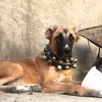 واگذاری سگ سراب کانگال|سگ|شیروان (خراسان), |دیوار