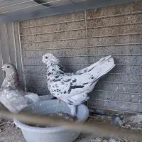 کفتر مایه  خال قدیم  گنجه بر|پرنده|تهران, تهرانپارس شرقی|دیوار