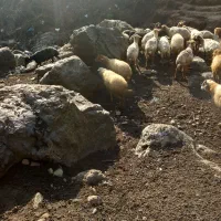 ۱۰عددگوسفند  داشتی جوان