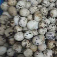 تخم بلدرچین|خوردنی و آشامیدنی|قم, حنیف نژاد|دیوار