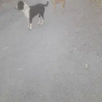 واگزاری سگ ماده سرابی