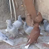 سبز زرد سرخدم سفید