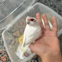 جوجه عروس هلندی