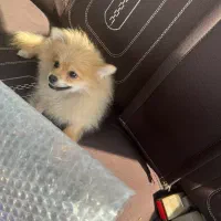 سگ پاور روباهی فروشی