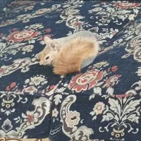 حیوانات گمشده