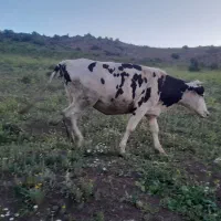 گاو