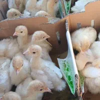 بوقلمون بیوتی