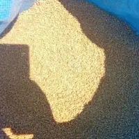 گندم پیشگام