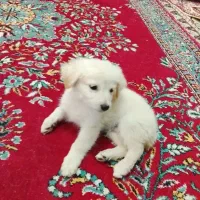 فروش توله اشپیتز