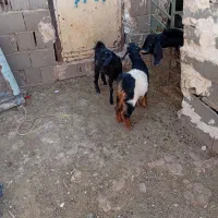 بزغاله نر