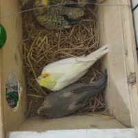 سه جوجه یک ماه عروس هلندی|پرنده|قائم‌شهر, |دیوار