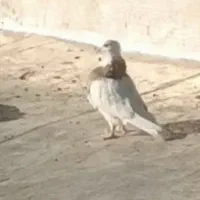 کبوتر گمشده