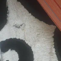 فرش فانتزی ۶متری|فرش|مشهد, طبرسی شمالی|دیوار