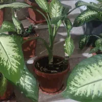 گل طبیعی|گل و گیاه طبیعی|یاسوج, |دیوار