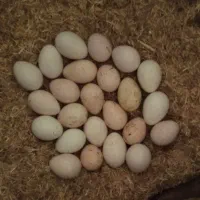 تخم بوقلمون نطفه دار فعلا5عدد موجوده