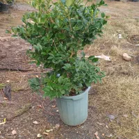 نهال|گل و گیاه طبیعی|چالوس, |دیوار