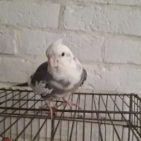 فروش یک جفت عروس هلندی مولد|پرنده|پردیس, فاز ۸|دیوار