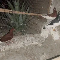 سه عدد یهودی|پرنده|مهر, |دیوار