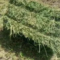 یونجه چین دوم