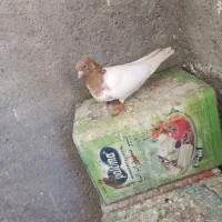 کفتر ماده کله ای|پرنده|دورود, |دیوار